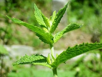 Menthe